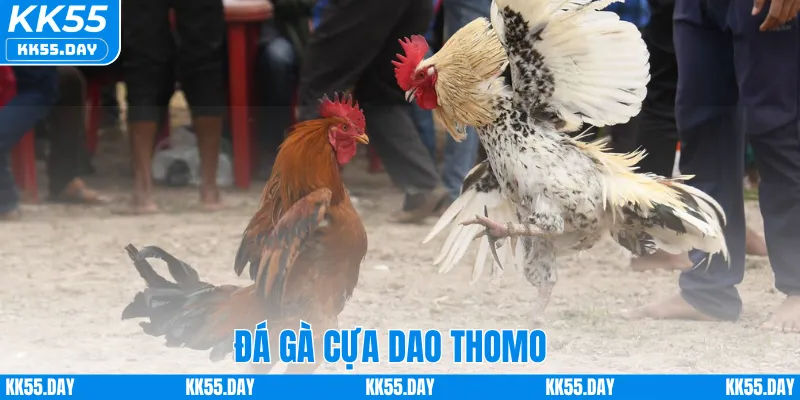 Đá Gà Cựa Dao Thomo – Tham Gia Trận Đấu Kịch Tính Tại KK55
