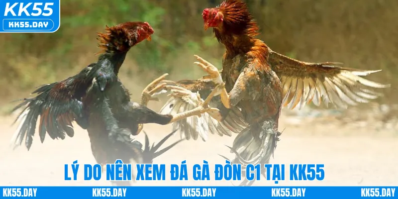 Lý do nên xem đá gà đòn C1 tại KK55