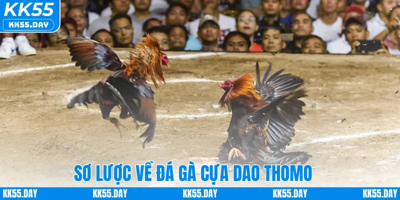 Sơ lược về đá gà cựa dao Thomo 